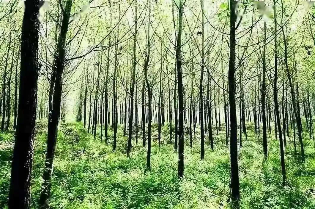 植樹