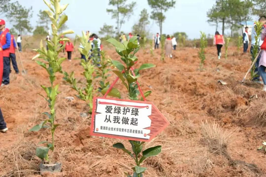 植樹5